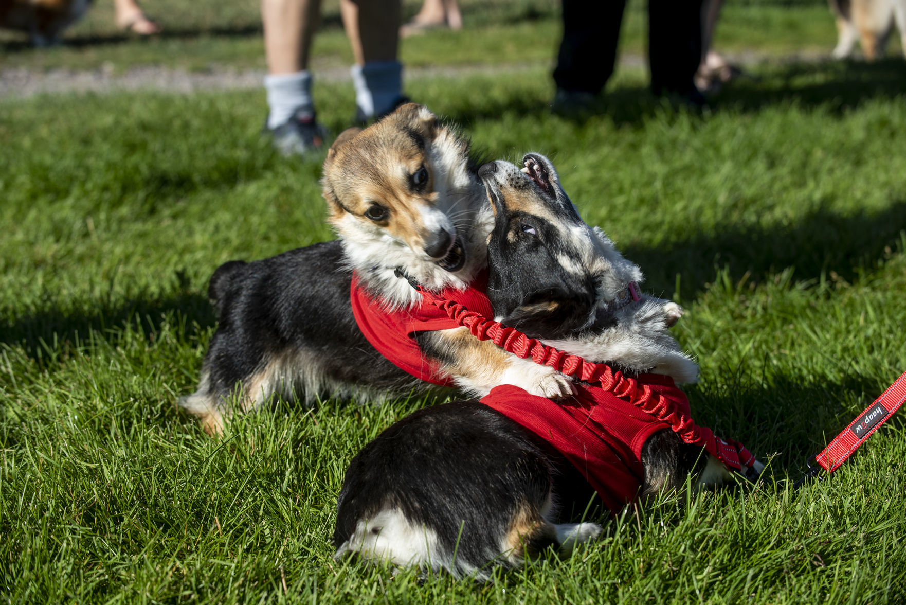 Fjola plays with Daisy Mae